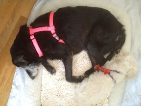A large bwon lab sleeps next to a small white dog, also asleep